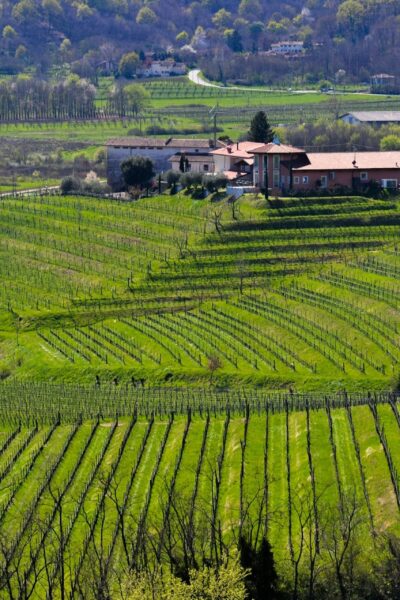 Fall in Love with Tuscany's Rolling Hills and Timeless Vineyards